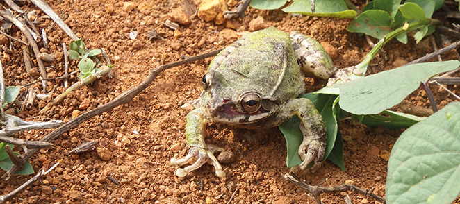 Grupo Carso cuida la fauna